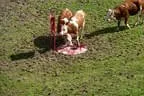 Streifattack Bild 24