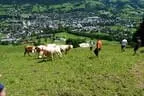 Streifattack Bild 9