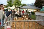 Bauernmarkt_St_Johann Bild 3