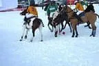 Snow_Polo_2013 Bild 10