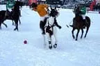 Snow_Polo_2013 Bild 13