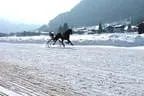 Trabrennen_Kitzbuehel_2013 Bild 8