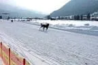 Trabrennen_Kitzbuehel_2013 Bild 18