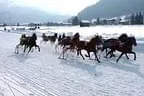 Trabrennen_Kitzbuehel_2013 Bild 21