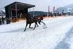 Trabrennen_Kitzbuehel_2013 Bild 29