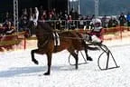 Trabrennen_Kitzbuehel_2013 Bild 30