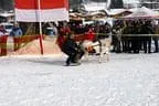 Trabrennen_Kitzbuehel_2013 Bild 36
