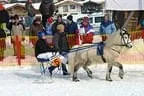 Trabrennen_Kitzbuehel_2013 Bild 37
