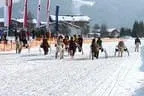 Trabrennen_Kitzbuehel_2013 Bild 44