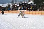 Trabrennen_Kitzbuehel_2013 Bild 46