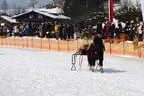 Trabrennen_Kitzbuehel_2013 Bild 47