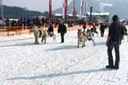 Trabrennen_Kitzbuehel_2013 Bild 52
