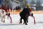Trabrennen_Kitzbuehel_2013 Bild 56