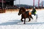 Trabrennen_Kitzbuehel_2013 Bild 61