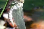 Biohof Obertreichl Bild 5